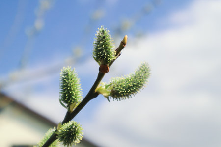 Pussy willow branches with catkins, soft fluffy spring buds in sunlight. Pussy willows buds on...