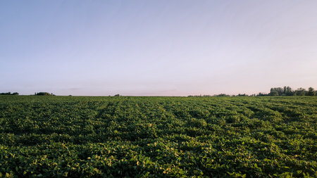 Soybean plants grow. Food production, agricultural land a green field of soybeans. Agriculture...