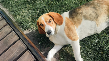 Cute Beagle on a green grass. Beagle laying on her side. Beagle dog on the lawnの写真素材
