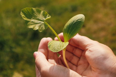 Close-up of a woman holding green sprout young plant outdoors. Woman's hands holds small green plant...