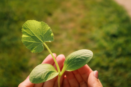 Close-up of a woman holding green sprout young plant outdoors. Woman's hands holds small green plant...