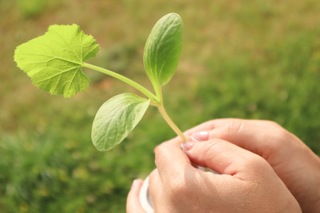 Close-up of a woman holding green sprout young plant outdoors. Woman's hands holds small green plant seedling in sunlight.の写真素材