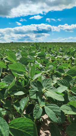Fresh young soybean plants growing in a green agricultural field. Close-up view of healthy crop leaves during early vegetation stage in summer farming conditions.の写真素材