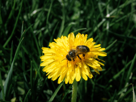 Macro shot of a bee on a blooming Taraxacum flower during springtime. Concept of pollination,...