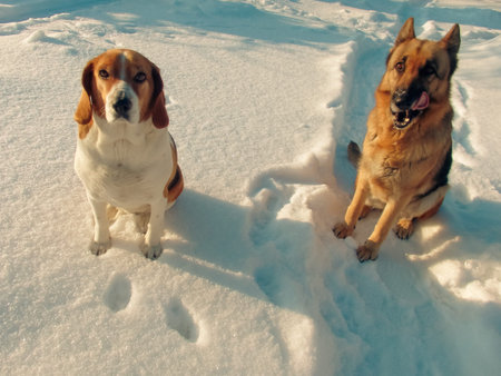 Two different breed dogs posing on white snow during a sunny winter day. A beautiful scene of animal...