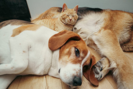 A German Shepherd, a Beagle mix, and a red tabby cat resting peacefully together on a wooden floor....