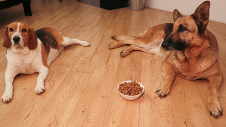A wide shot of two dogs resting patiently on a light laminate floor. A white bowl with kibble sits between them in a cozy home environment.