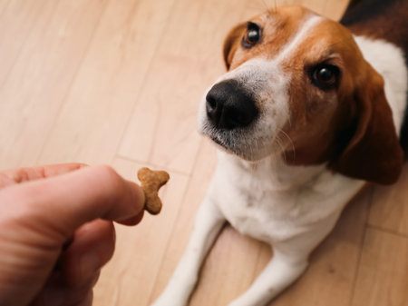 A perspective shot of a pet owner giving a snack to a focused and loyal beagle. A warm domestic moment highlighting pet training, rewarding behavior, and companionship.
