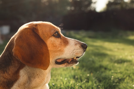 A detailed close-up shot of a beagle dog looking aside. The side profile highlights the head, long ears, and teeth against a soft blurred green backyard under warm evening sun.