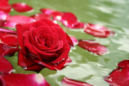 floating red rose petalsの写真素材