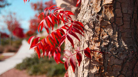 Autumn Leavesの写真素材