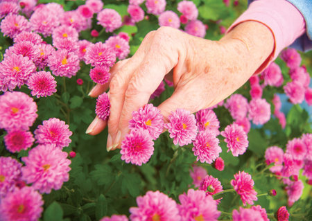 Senior woman's hand holds pink mum flowersの写真素材