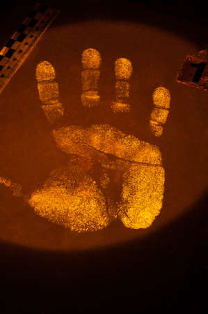 True fluorescence fingerprint with ruler.の写真素材