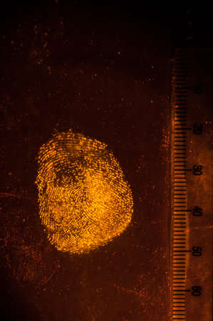 True fluorescence fingerprint with ruler.の写真素材
