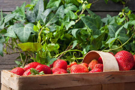 Basket of fresh harvested strawberries. Perfect breakfastの写真素材