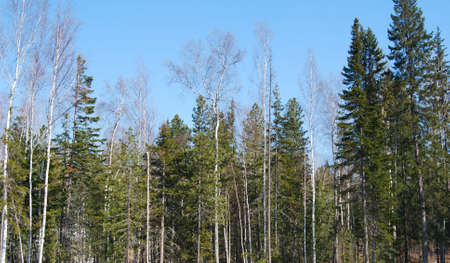 Spring Morning in the forestの写真素材