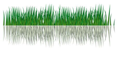 Reflection of grass in the water. Vector illustrationのイラスト素材