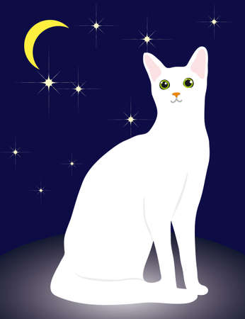 White Cat and the night sky. のイラスト素材