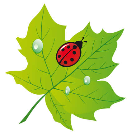 Ladybird on a green leaf. illustrationのイラスト素材