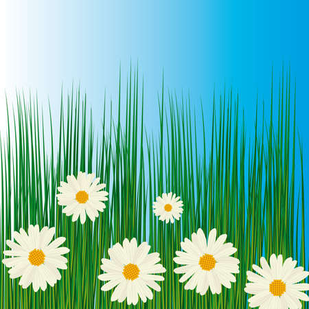 White camomiles in green grass.のイラスト素材