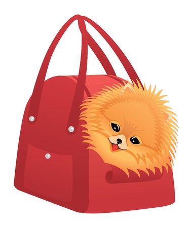 Happy Pomeranian spitz sitting in red bag.のイラスト素材