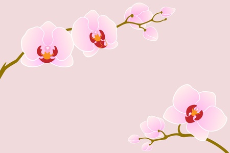 Two branches of pink orchid for your design.のイラスト素材