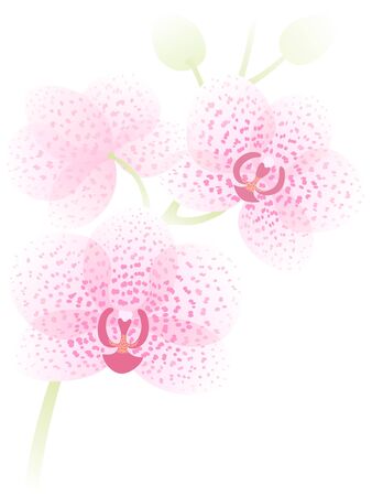 Branch of pink orhid on white background.のイラスト素材