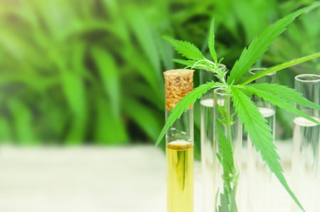 Test tubes with cannabidiol and cannabis leaves in laboratory. Copy spaceの写真素材