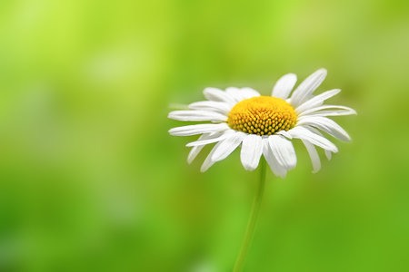 Camomile on natural blurred green background, copy space, selective focusの写真素材