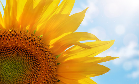 Sunflower close-up in sunlight beams against blue skyの写真素材