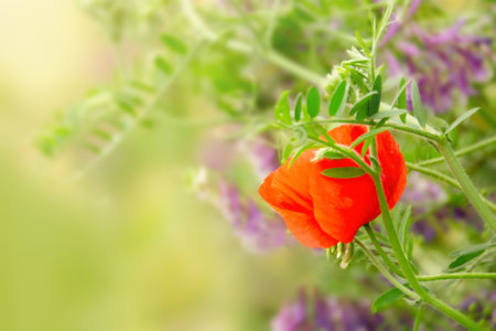 Red poppy flower in the meadow backgroundの写真素材