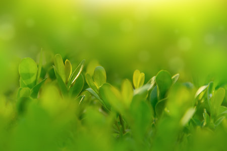Green leaves natural background with sun light and bokeh, close-up with selective focusの写真素材