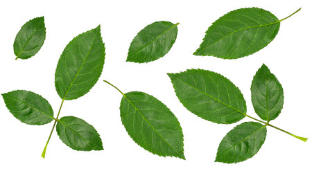 Set of green leaves isolated on white backgroundの写真素材