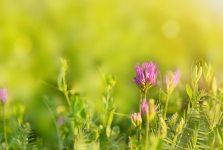Wild flowers in the meadow on natural background with sunlightの写真素材