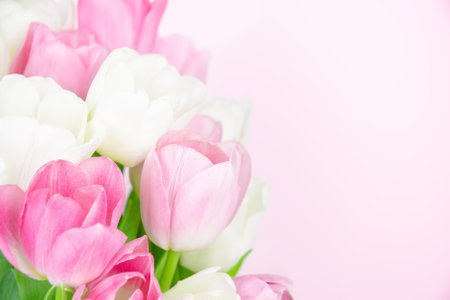 Bouquet of tulips on pale pink background. Close-up of pink and white tulips with copy spaceの写真素材