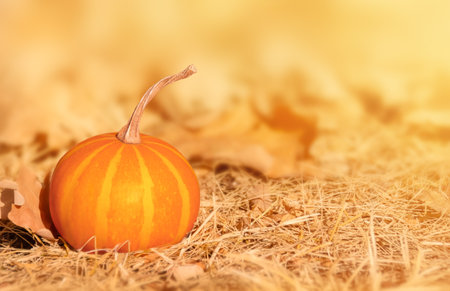 A pumpkin on natural autumn background. October harvesting concept. Autumn Thanksgiving festivity background.の写真素材