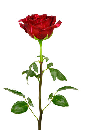 Red rose isolated on white backgroundの写真素材