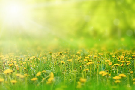 Green meadow with yellow dandelion flowers on sunny dayの写真素材