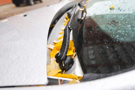 leaves on the hood of a car in autumn in raindrops.の写真素材