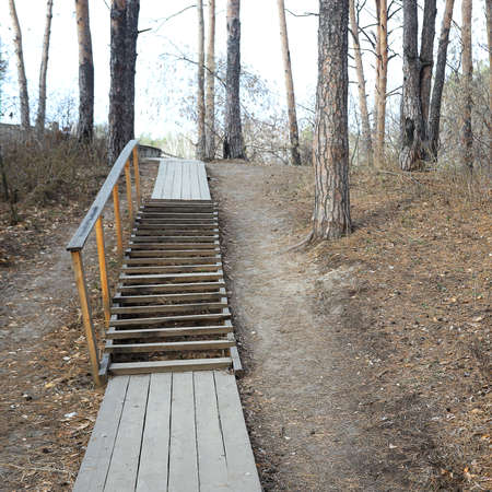 Traveling through the woods well along the wooden path.の写真素材