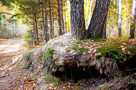 Forest on the last day of autumn and colorful and picturesque foliage underfoot and trees. The sun is breaking through the leavesの写真素材