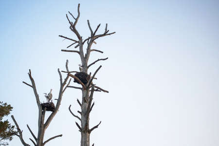 artificial birds in a homemade nest as a decoration to attract the attention of tourists to remote wild places.の写真素材