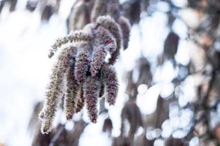 an aspen or willow blooming on a spring day has a warm summer and long hot seeds in the taiga with midges.の写真素材