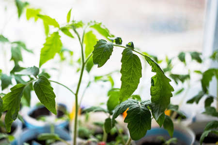 future large tomatoes, a plant for harvesting food for the future for the cold season and winter.の写真素材