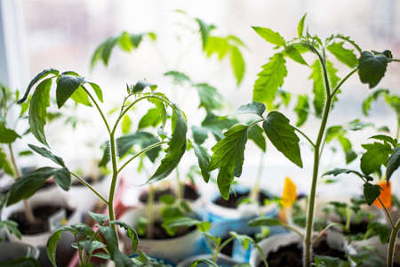 future large tomatoes, a plant for harvesting food for the future for the cold season and winter.