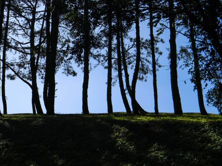 Shadows of treesの写真素材
