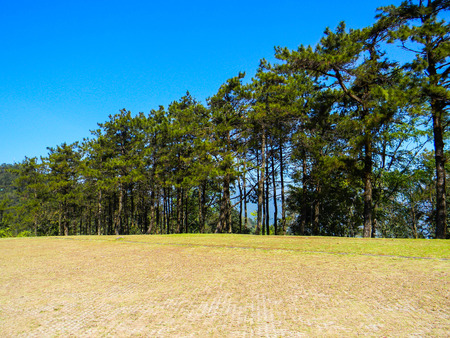 Row of treesの写真素材