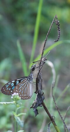 A butterfly on a withered branchの写真素材