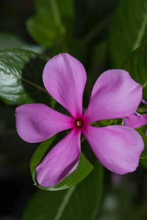 A Pink Jussiae Closed Upの写真素材