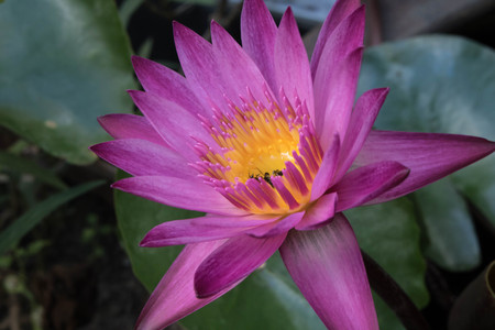 A Violet Water Lillyの写真素材